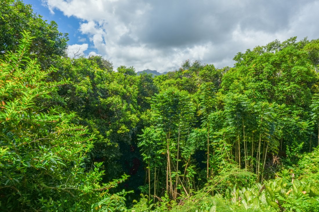 Condo in Princeville, Hawaii, United States 5 - 17661902