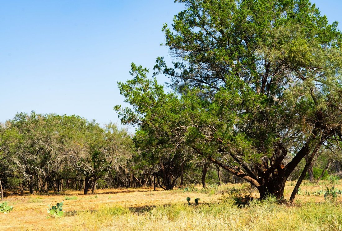 Farm Ranch in Spicewood, Texas, United States 3 - 17666548