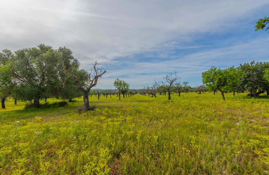 Land in Marratxi, Balearic Islands, Spain 5 - 17662647