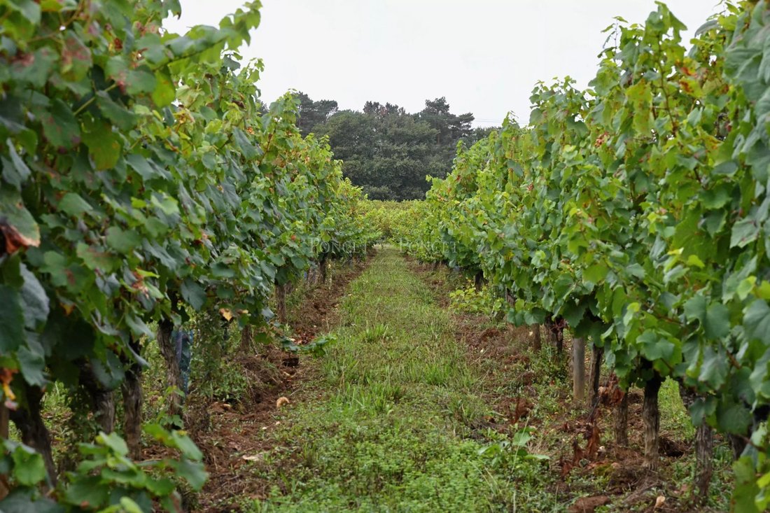 Farm Ranch in Saint Georges, Cahors, France 4 - 15174353