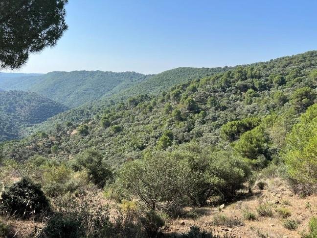 Land in Cordoba, Andalusia, Spain 5 - 13254529
