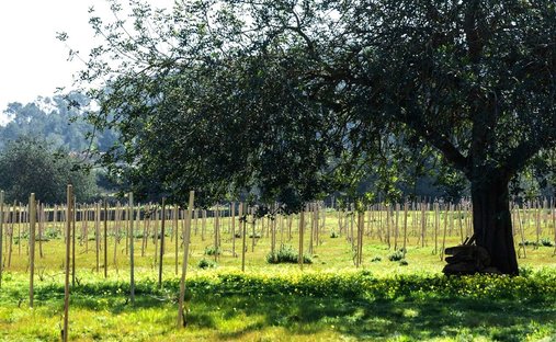 Land in Sant Antoni de Portmany, Balearic Islands, Spain 1
