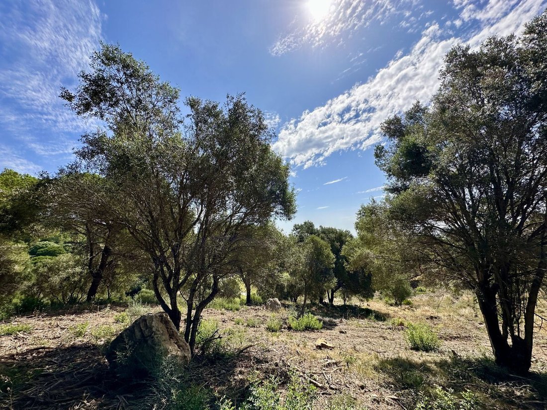 Terreno a Sotogrande, San Roque, Andalusia 4 - 17563490