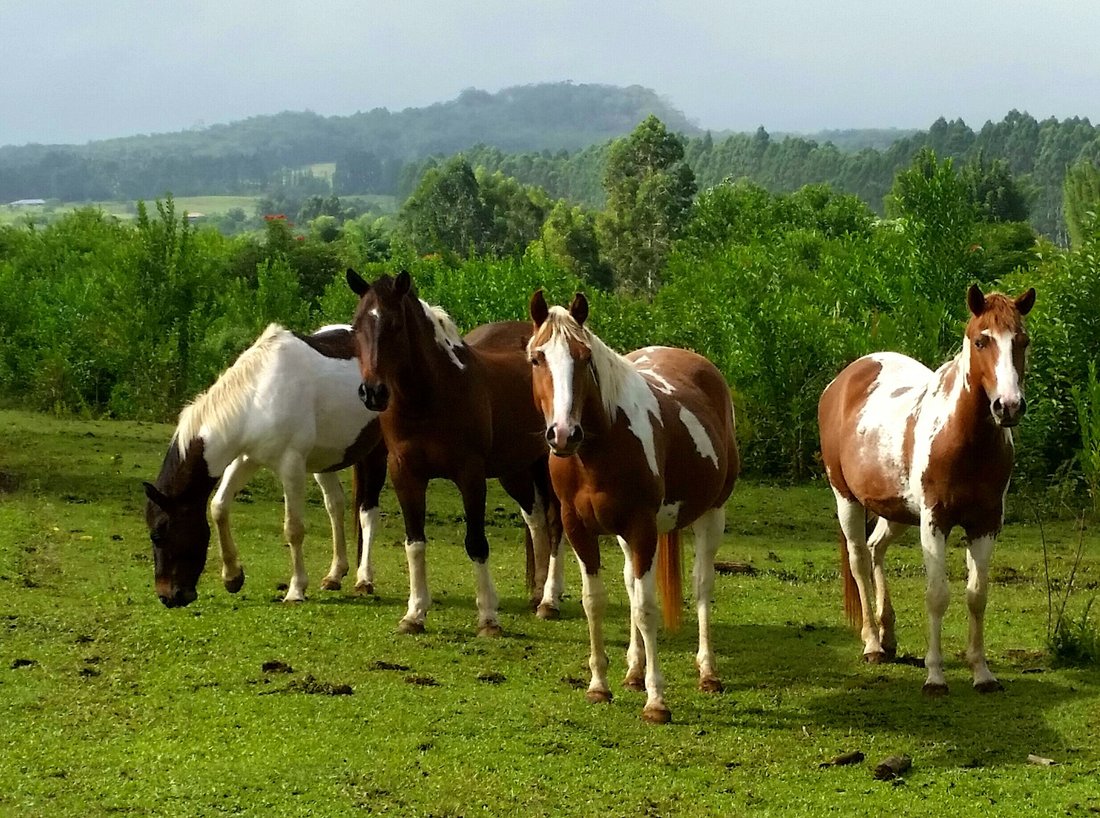 Farm Ranch in Pepeekeo, Hawaii, United States 1 - 17680007