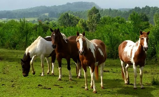 Land in Pepeekeo, Hawaii, United States 1