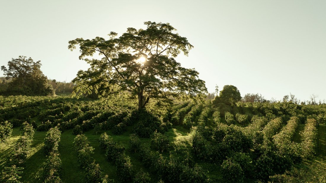 Land in Captain Cook, Hawaii, United States 2 - 17680065