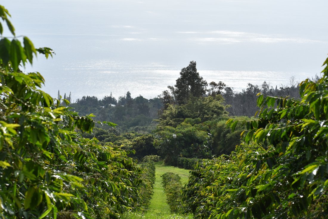 Land in Captain Cook, Hawaii, United States 4 - 17680065
