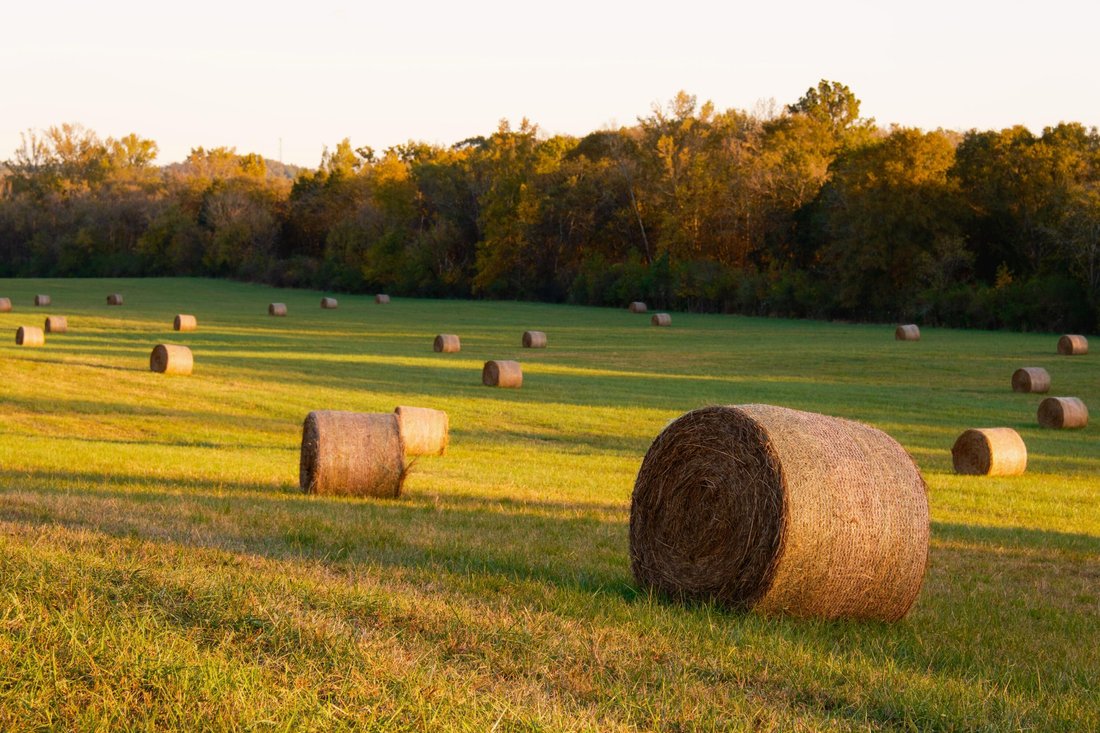 Farm Ranch in Chickamauga, Georgia, United States 4 - 17681508