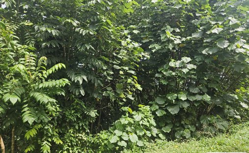 Terreno a Punaauia, Isole del Vento, Polinesia Francese 1