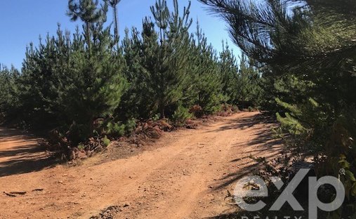 Constitución, Maule, Cile 1