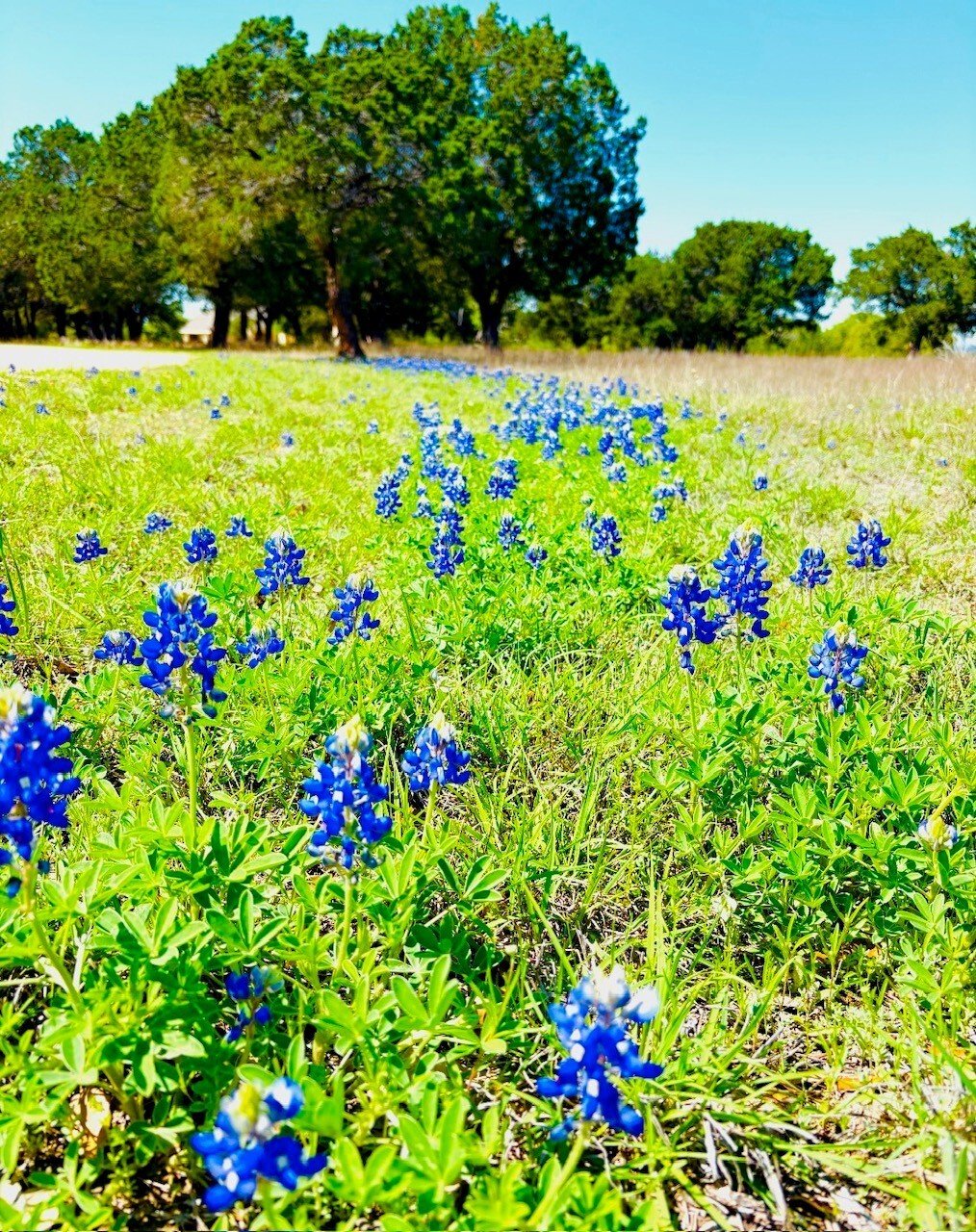 Farm Ranch in The Grove, Texas, United States 4 - 17711660