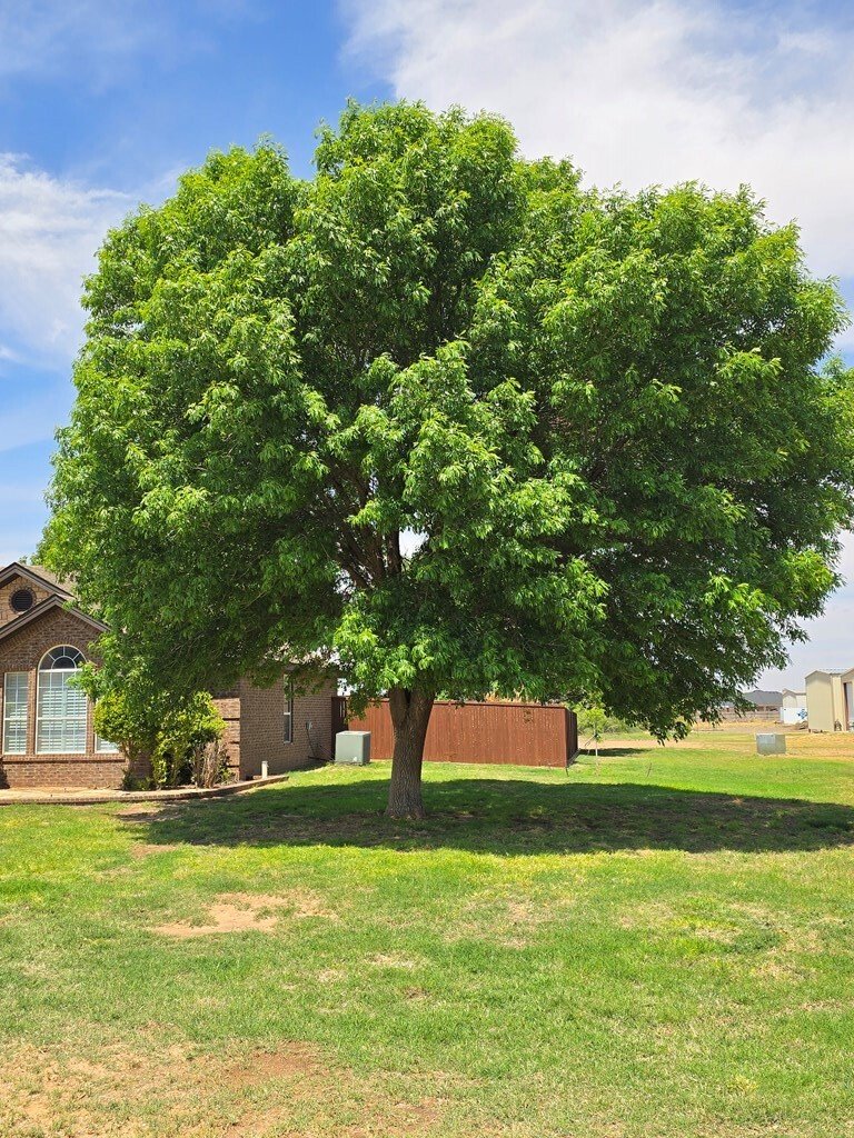 House in Midland, Texas, United States 4 - 17703584