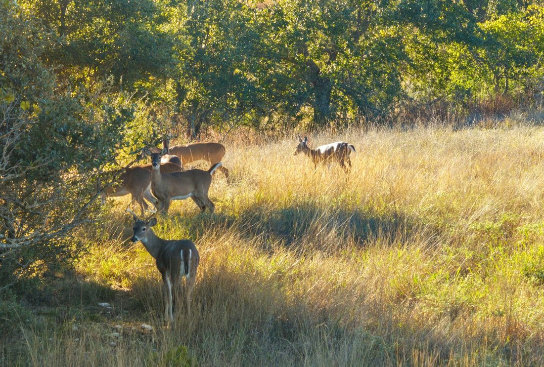 Farm Ranch in Dripping Springs, Texas, United States 4 - 17708855
