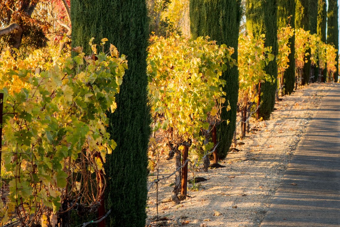 House in Napa, California, United States 3 - 17705935