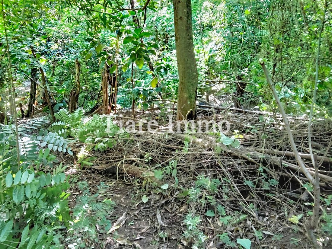 Land in Pape'ete, Windward Islands, French Polynesia 4 - 17715648