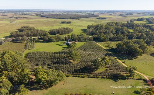Finca in Chacras del Golf, Maldonado Department, Uruguay 1