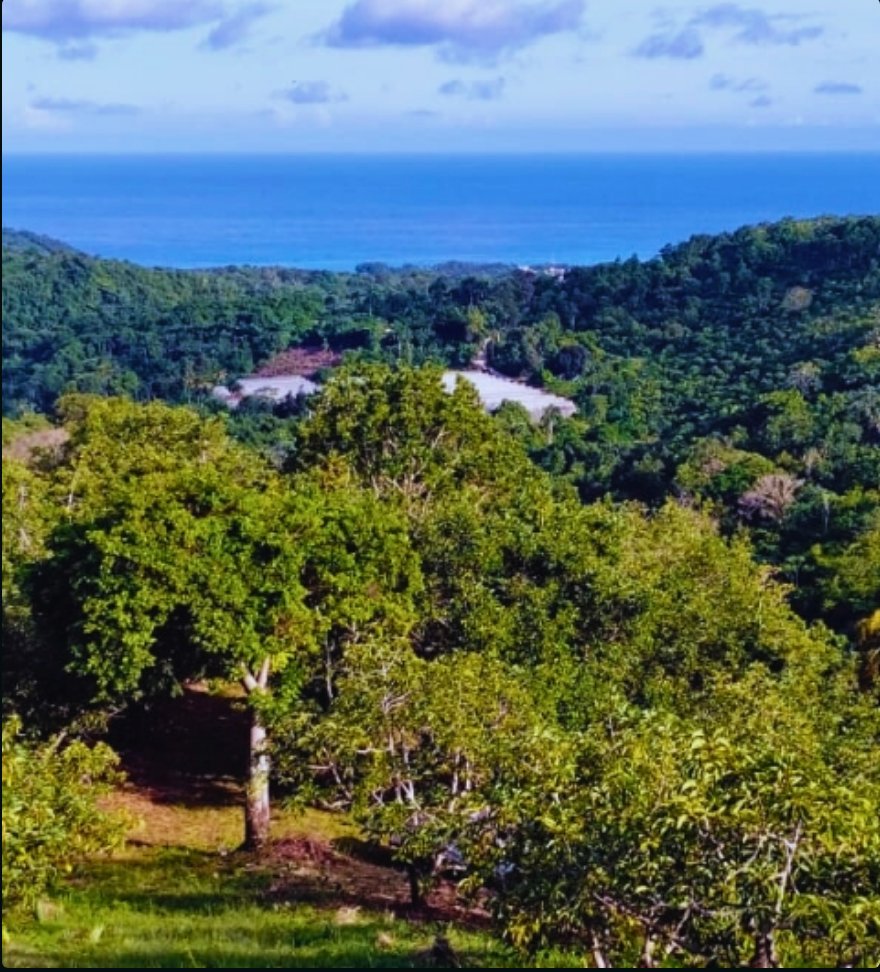 Finca in Barahona, Barahona Province, Dominican Republic 2 - 17721299