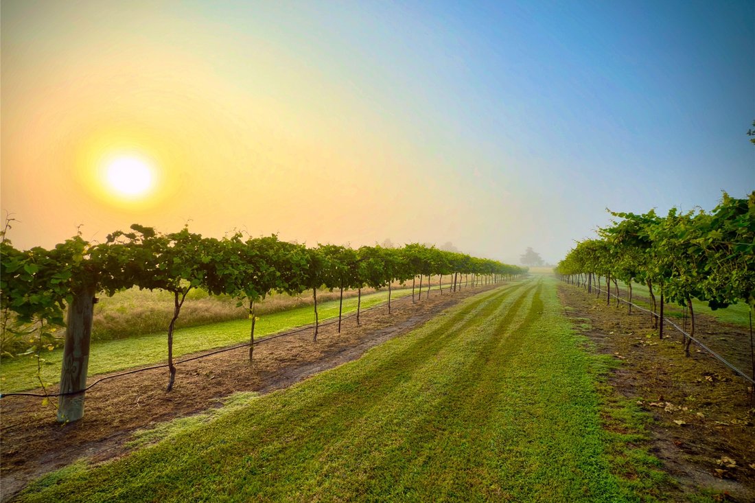 Farm Ranch in Burton, Texas, United States 3 - 17688529