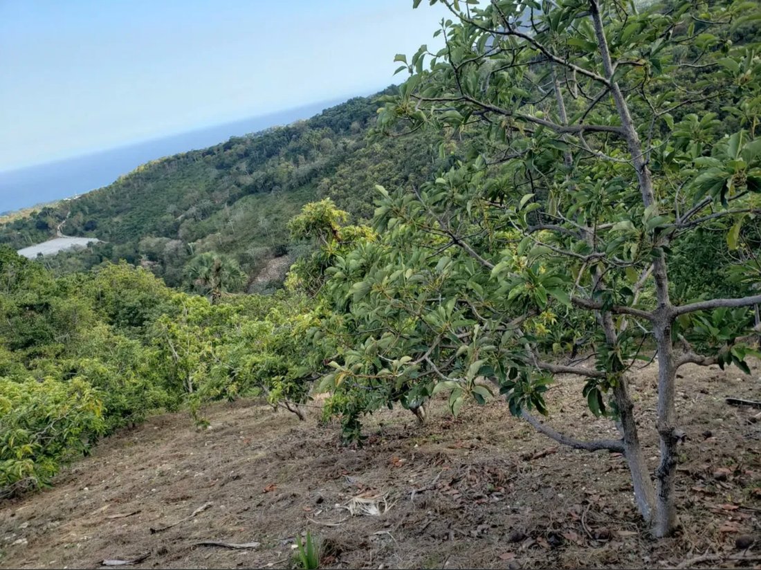 Finca in Barahona, Barahona Province, Dominican Republic 4 - 17721299