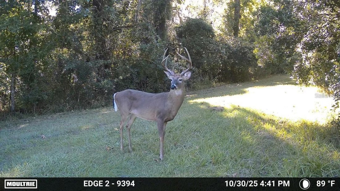 Micanopy, Florida, United States 4 - 17725123