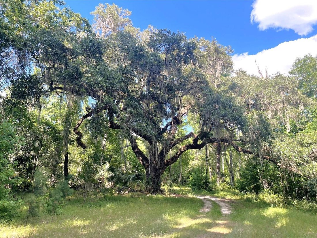 Micanopy, Florida, United States 3 - 17725123