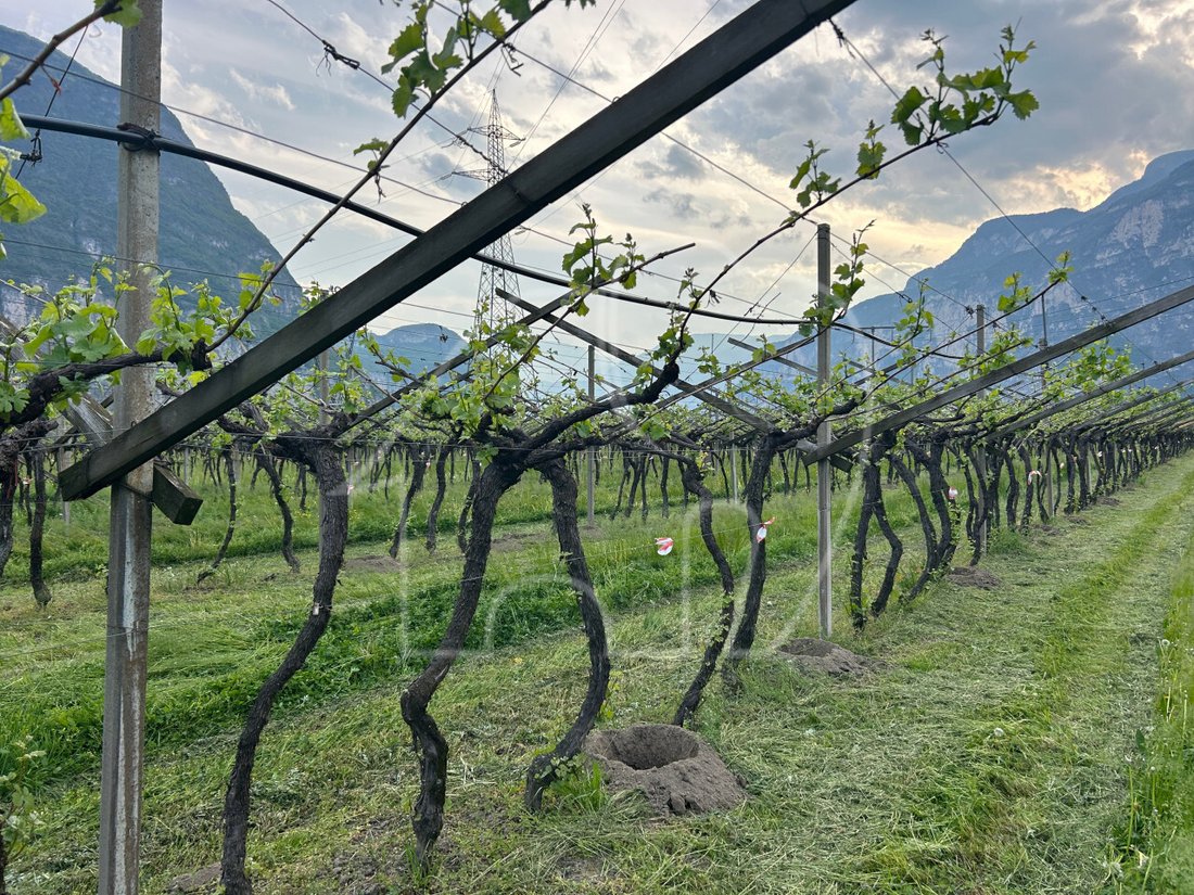 Land in Salorno / Salurn an der Weinstraße, Trentino – Alto Adige/Südtirol, Italy 5 - 17731254