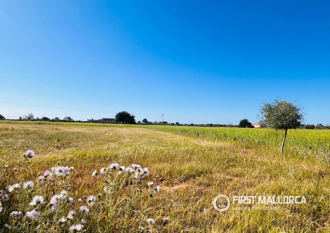 Land in Felanitx, Balearic Islands, Spain 4 - 17730358