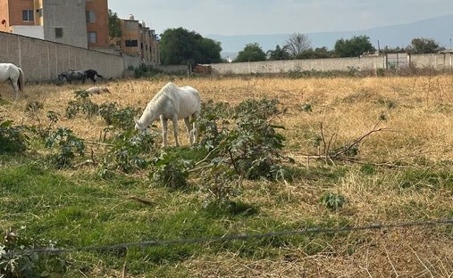 Land in Sendero Real, Jalisco, Mexico 1