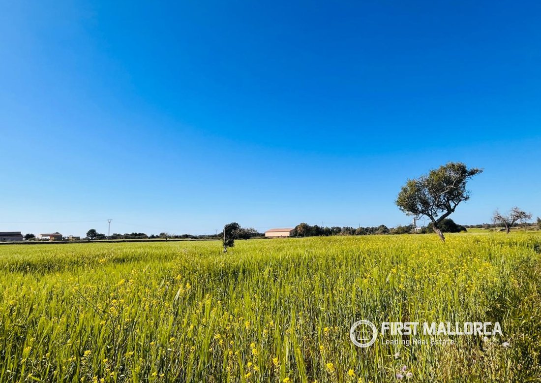 Land in Felanitx, Balearic Islands, Spain 1 - 17730358
