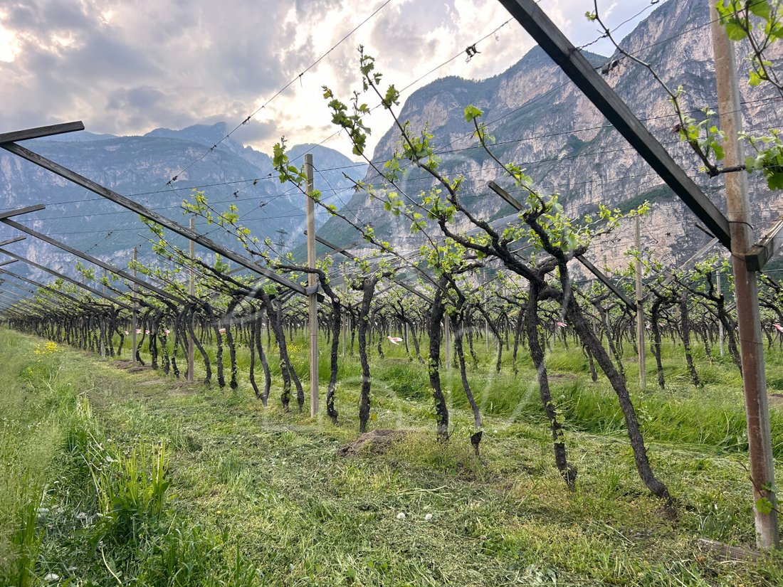 Land in Salorno / Salurn an der Weinstraße, Trentino – Alto Adige/Südtirol, Italy 2 - 17731254