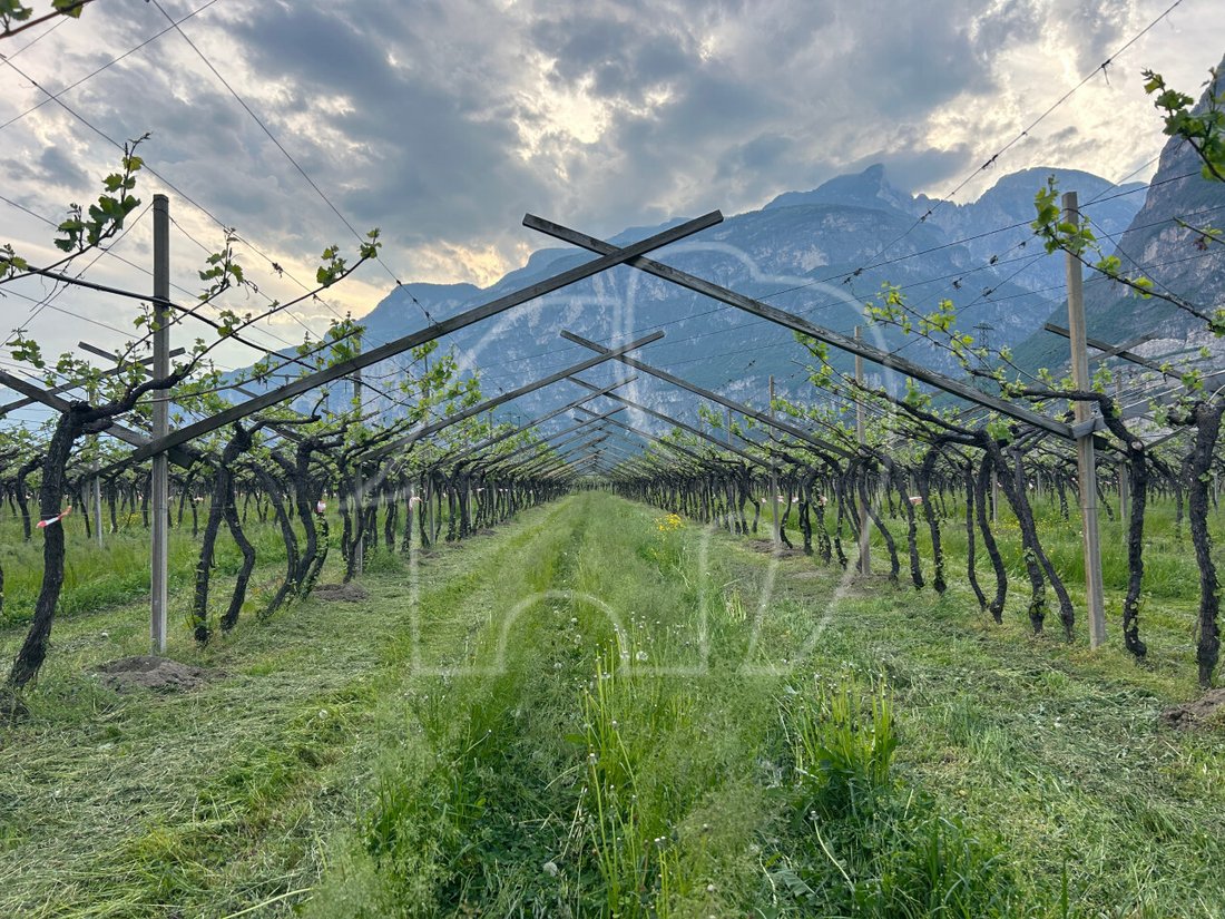 Land in Salorno / Salurn an der Weinstraße, Trentino – Alto Adige/Südtirol, Italy 4 - 17731254