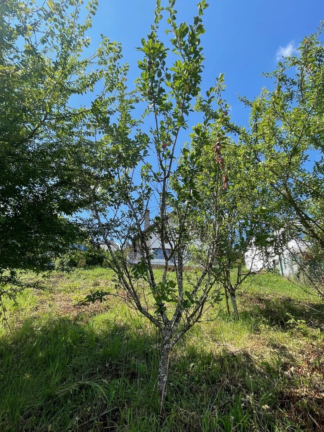Land in Remich, Grevenmacher, Luxemburg 3 - 17730726