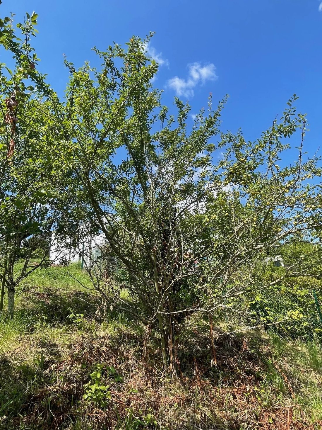 Land in Remich, Grevenmacher, Luxemburg 4 - 17730726
