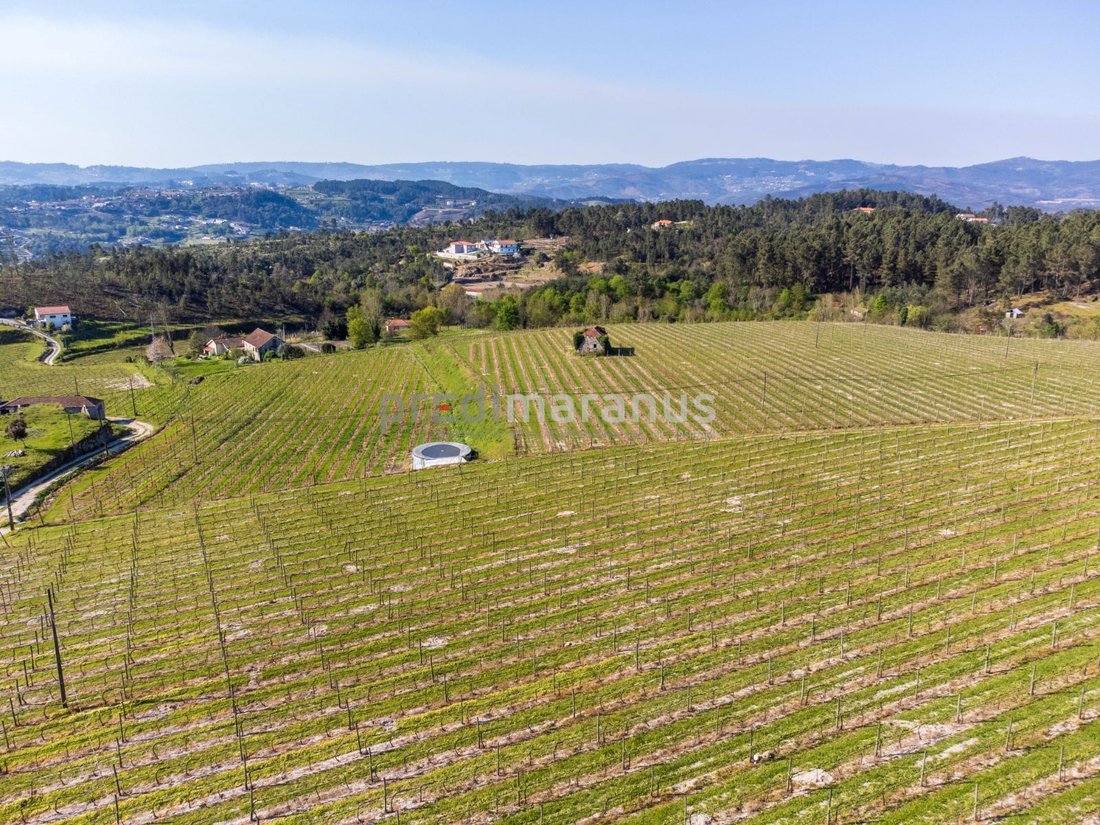 Farm Ranch in Lufrei, Distrikt Porto, Portugal 5 - 17733125