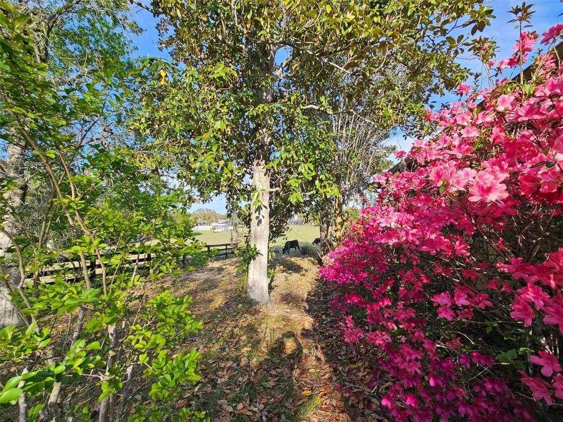 Spring Hill, Florida, United States 3 - 17734722