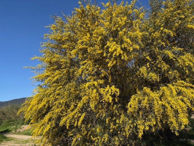 Land in La Croix-Valmer, Provence-Alpes-Côte d'Azur, France 5 - 17735352