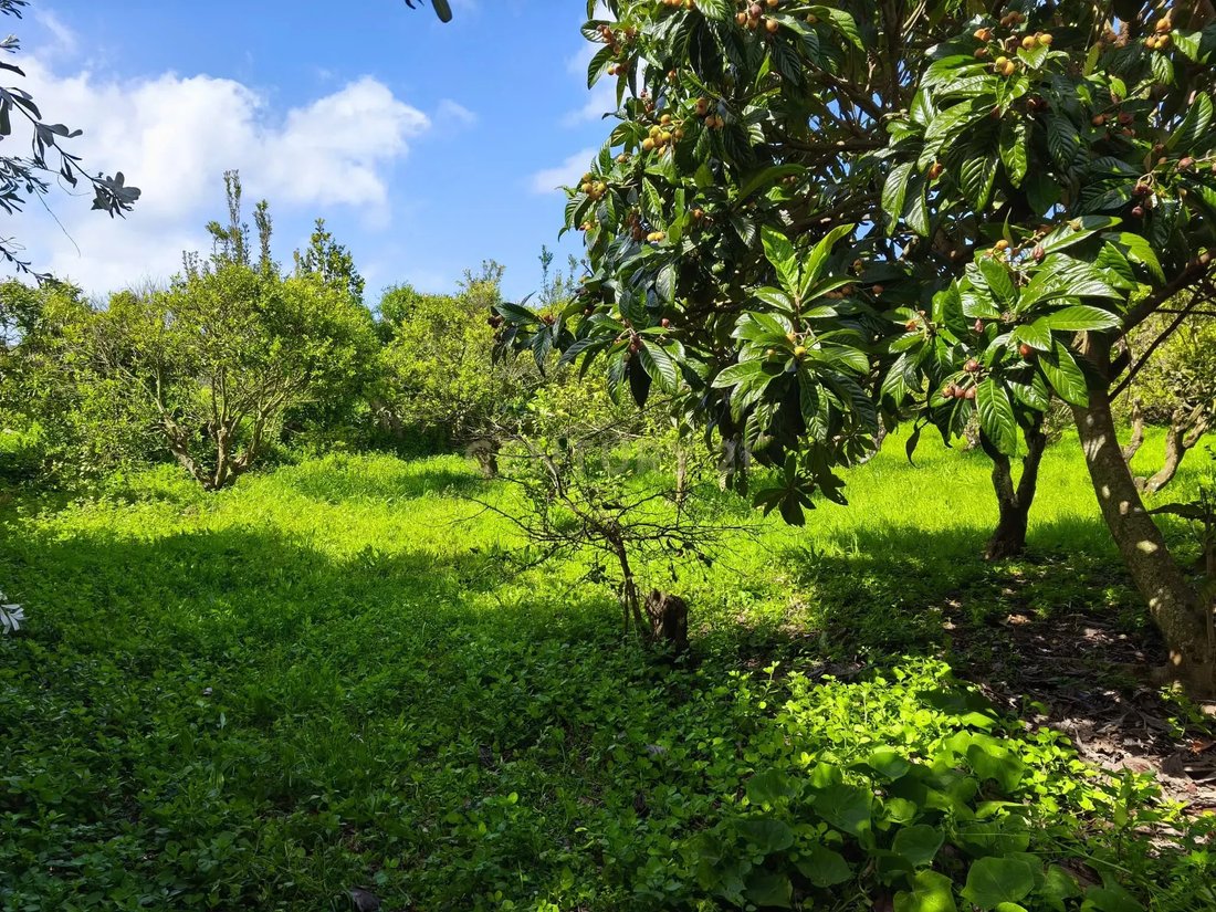 Villa in Rosto do Cao (Livramento), Azores, Portugal 5 - 15882992