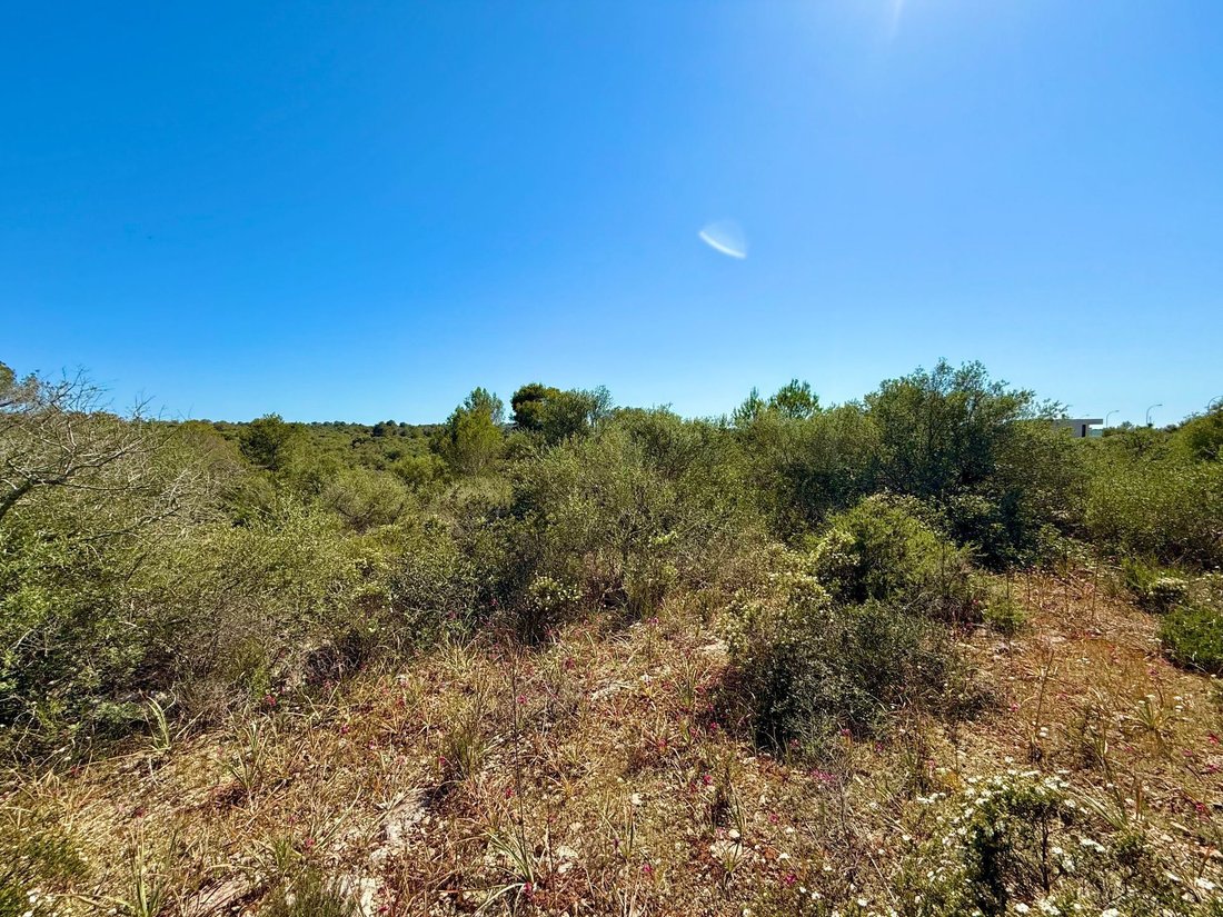 Land in Palma, Balearic Islands, Spain 4 - 17746852