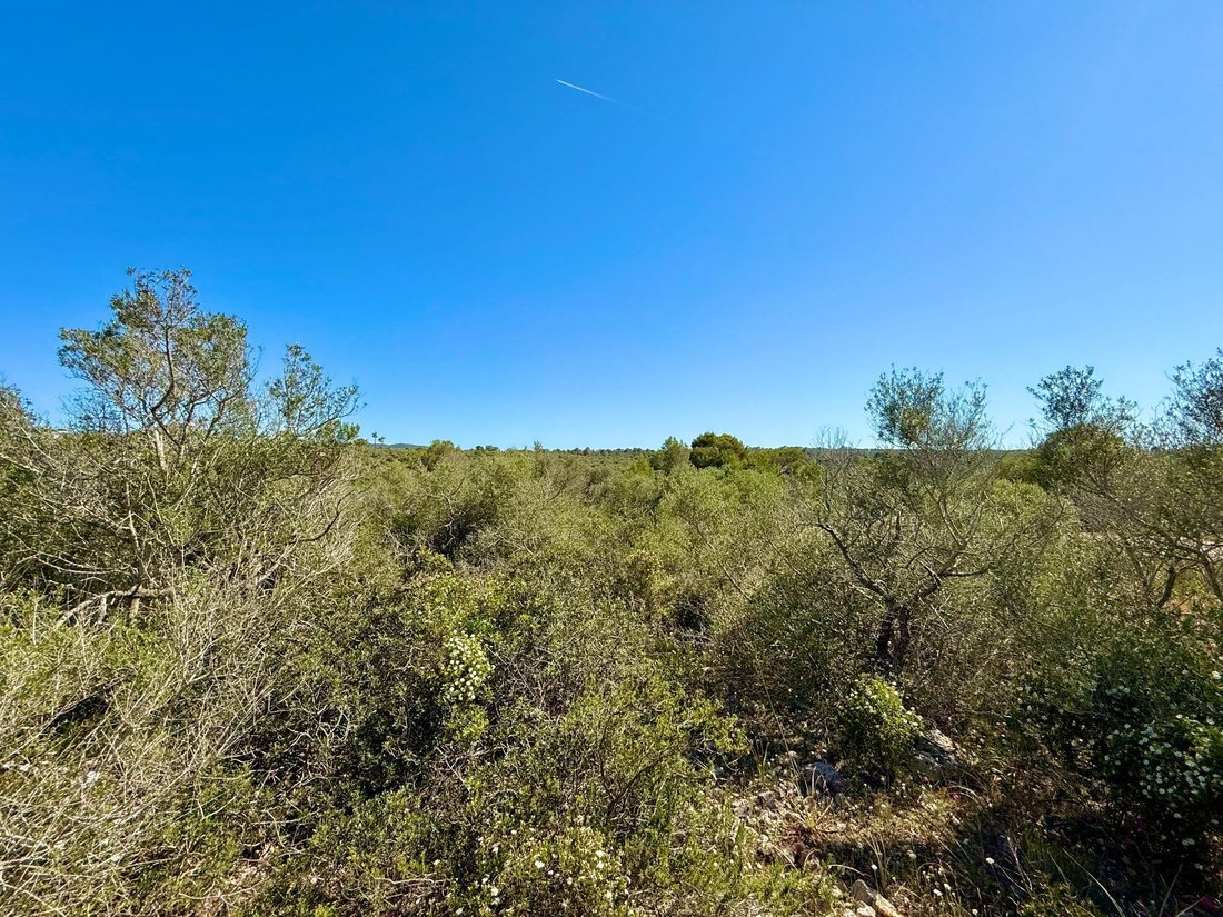 Land in Palma, Balearic Islands, Spain 2 - 17746852