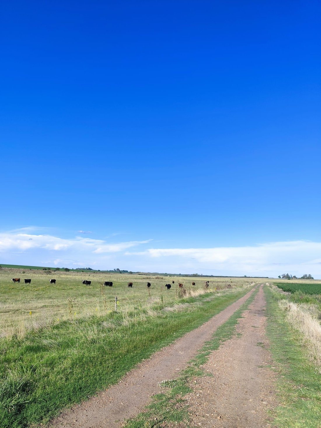 Farm Ranch in Young, Río Negro Department, Uruguay 2 - 17750273