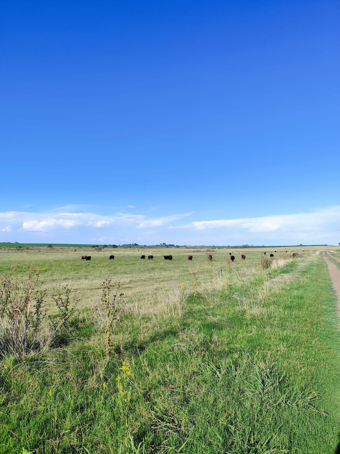 Farm Ranch in Young, Río Negro Department, Uruguay 4 - 17750273