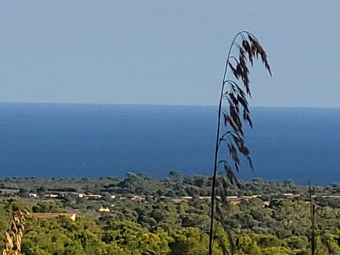 Finca in Manacor, Balearic Islands, Spain 4 - 17747239