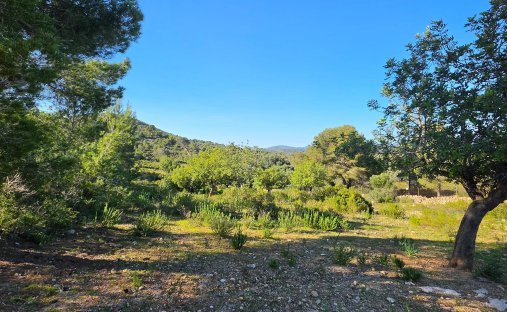 Land in Manacor, Balearic Islands, Spain 1