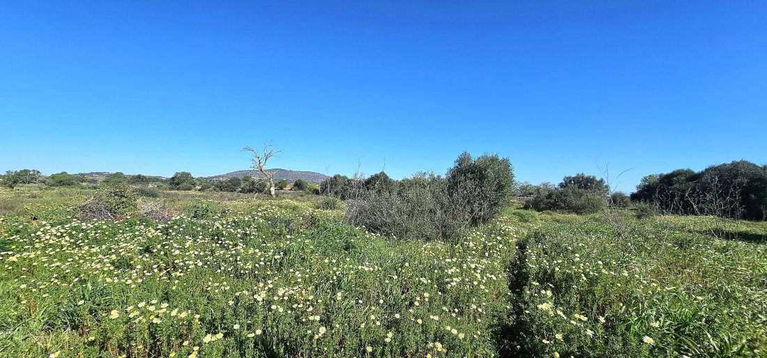 Land in Santanyi, Balearic Islands, Spain 3 - 17746796