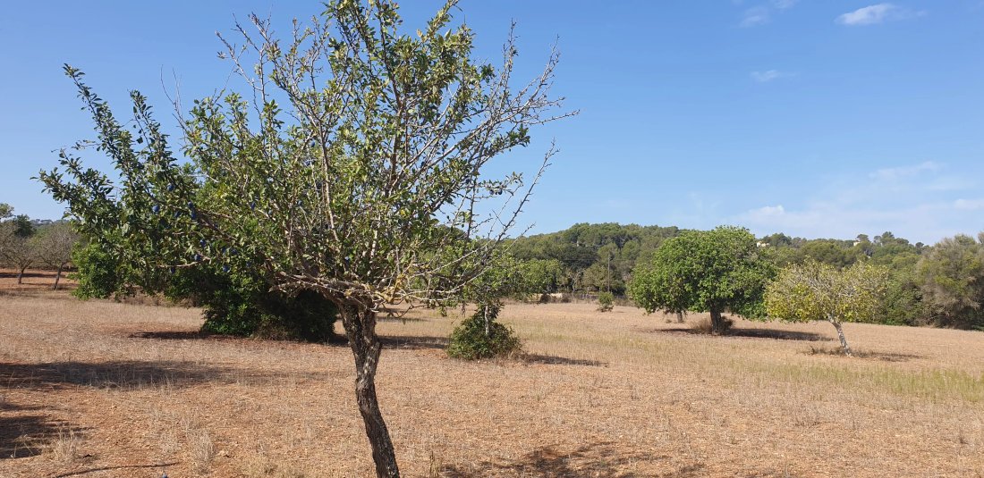 Land in Felanitx, Balearic Islands, Spain 4 - 17746910