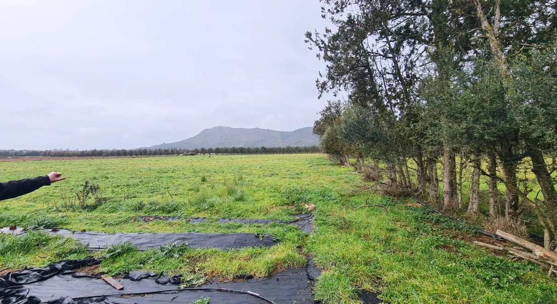 Finca in Inca, Balearic Islands, Spain 5 - 17747201