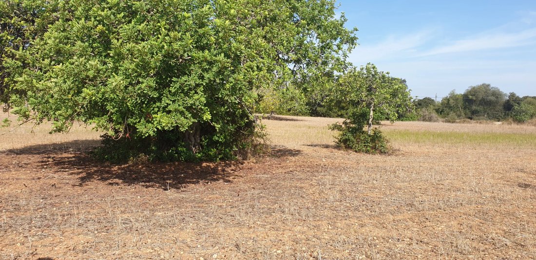 Land in Felanitx, Balearic Islands, Spain 3 - 17746910