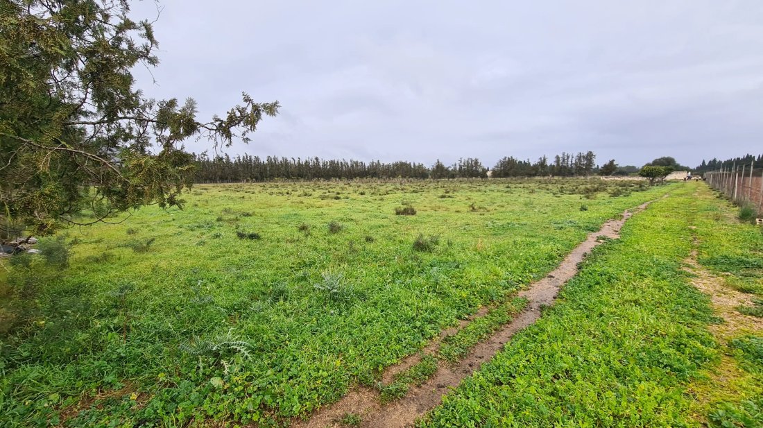Finca in Inca, Balearic Islands, Spain 3 - 17747201