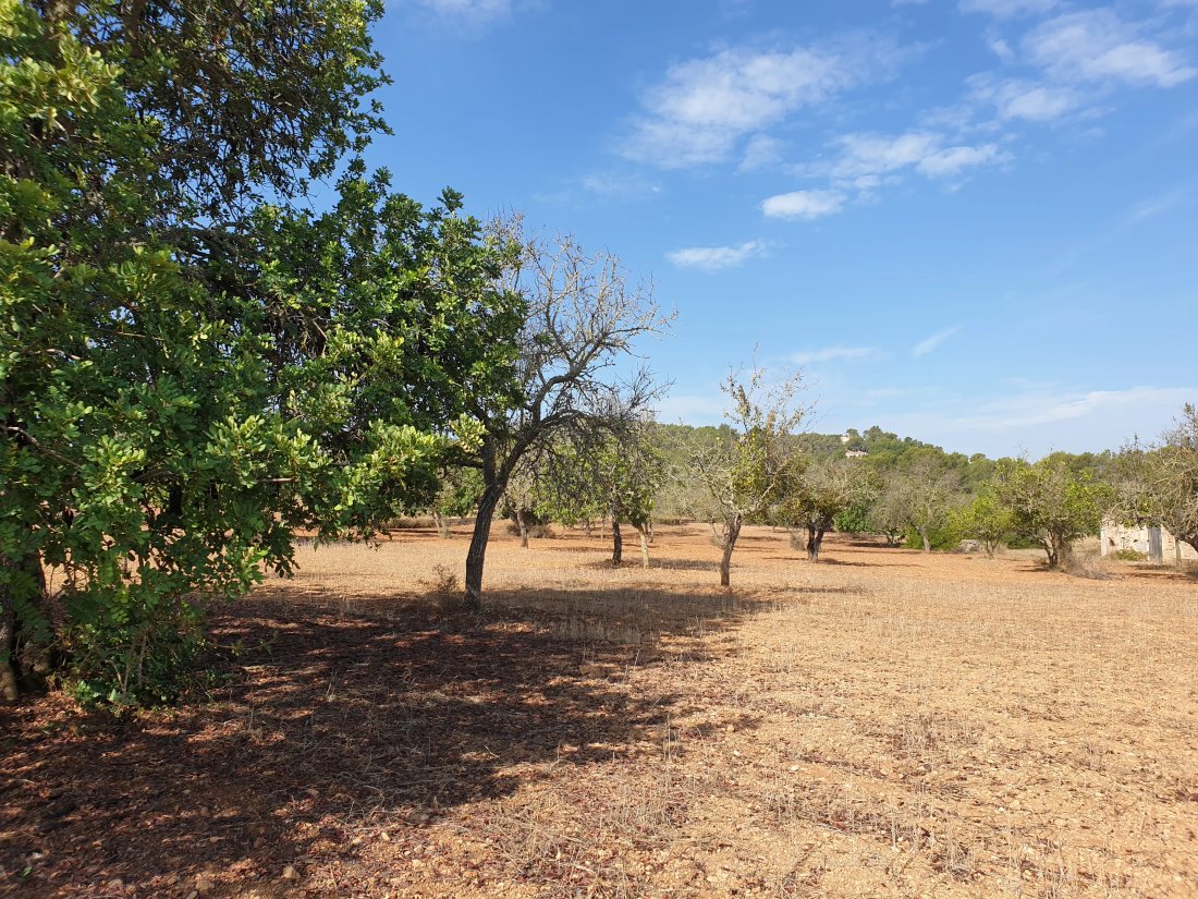 Land in Felanitx, Balearic Islands, Spain 2 - 17746910