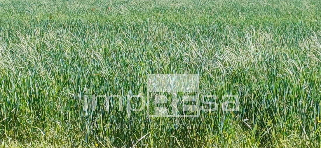 Land in Roncade, Veneto, Italy 3 - 17750926